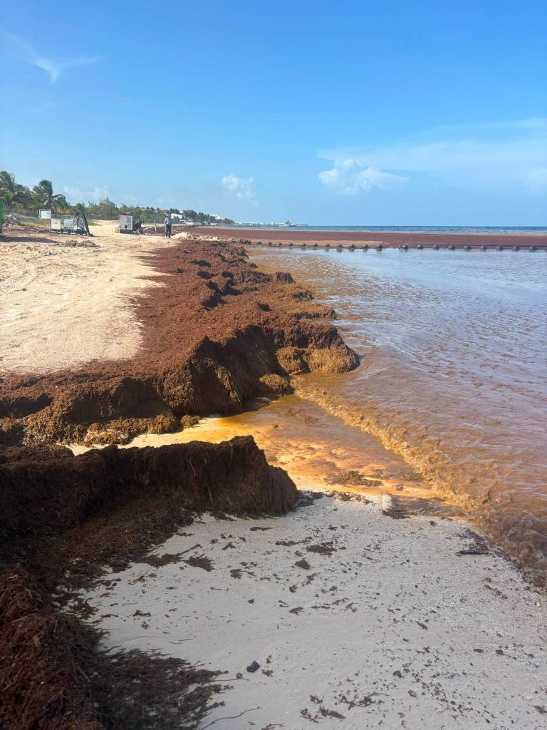 A thick bank of sargassum on the sand at Puerto Morelos Norte, with a floating sargassum barrier offshore
