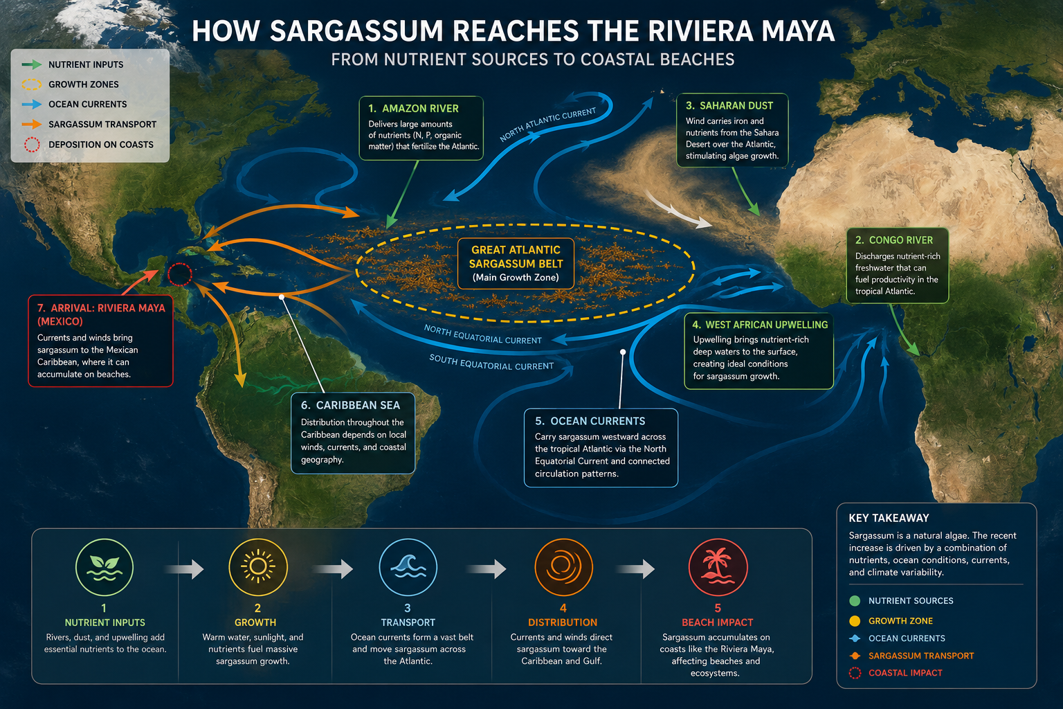 Infographic map showing how sargassum reaches the Riviera Maya: nutrient sources from the Amazon, Congo, Saharan dust and West African upwelling feed the Great Atlantic Sargassum Belt, which ocean currents carry to the Caribbean