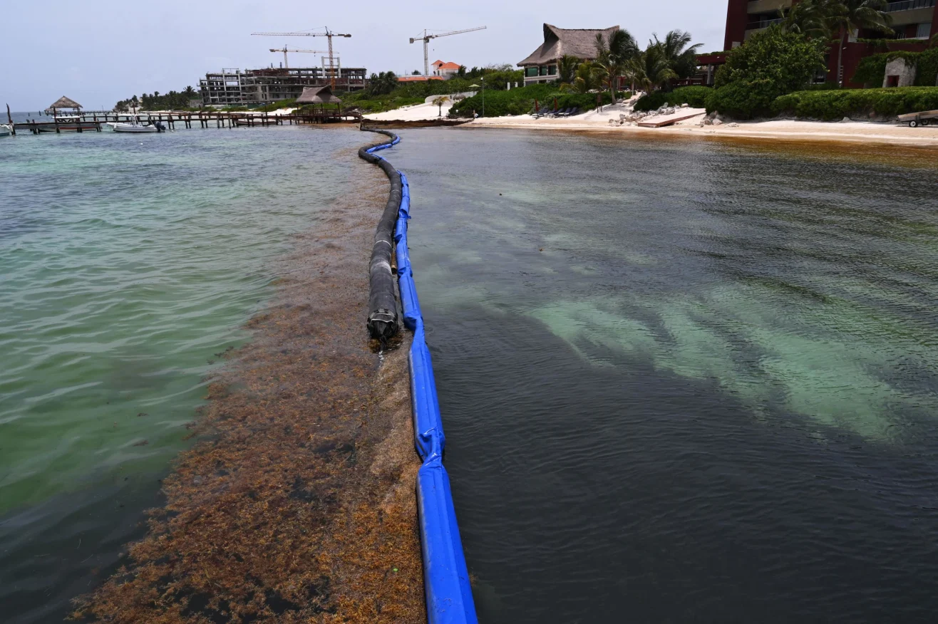 The Puerto Morelos containment barrier holding a line of sargassum off the beach, with clear water on the sheltered side