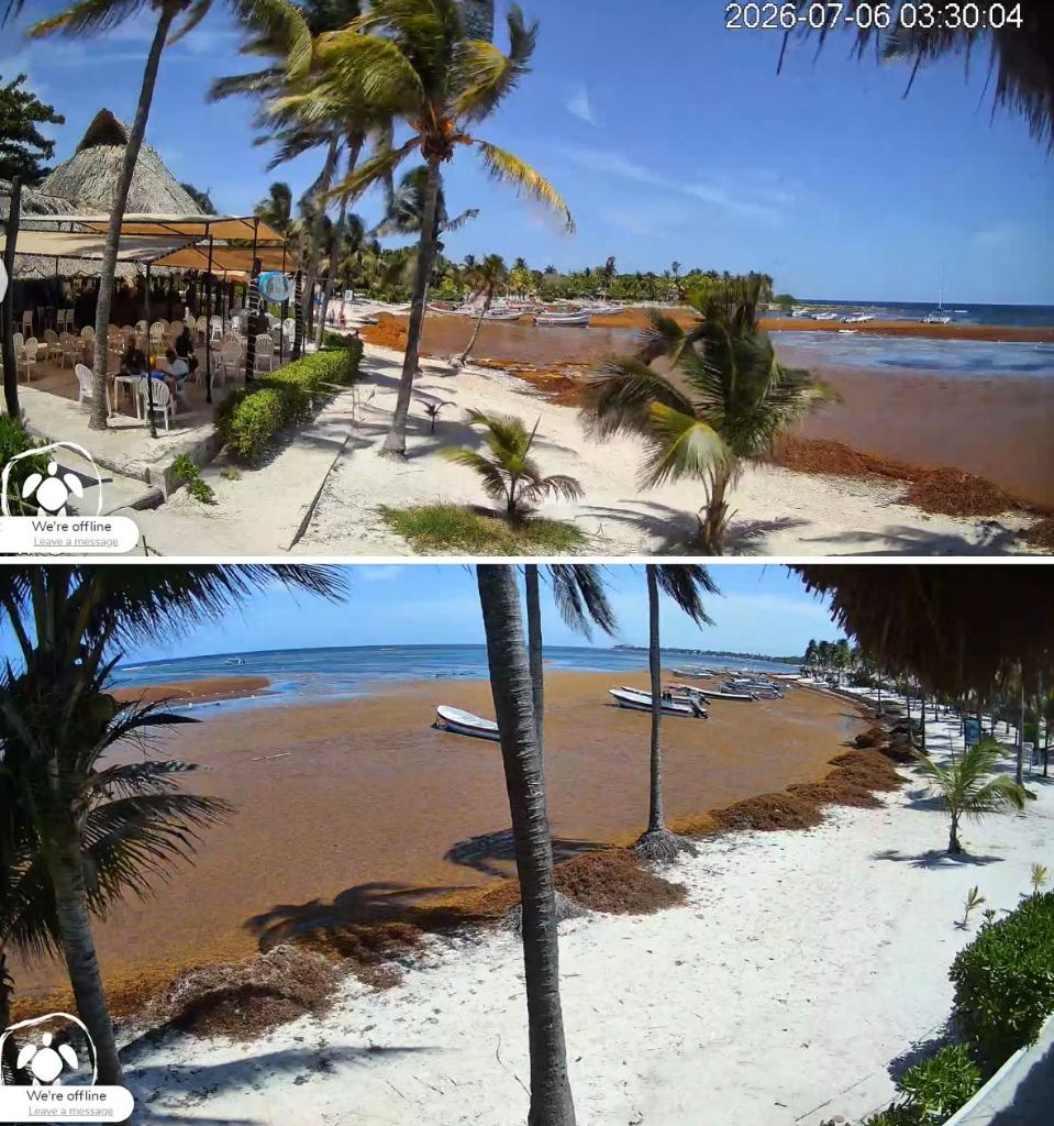 Akumal shoreline on 6 July heavily covered with brown sargassum along the sand and in the shallows
