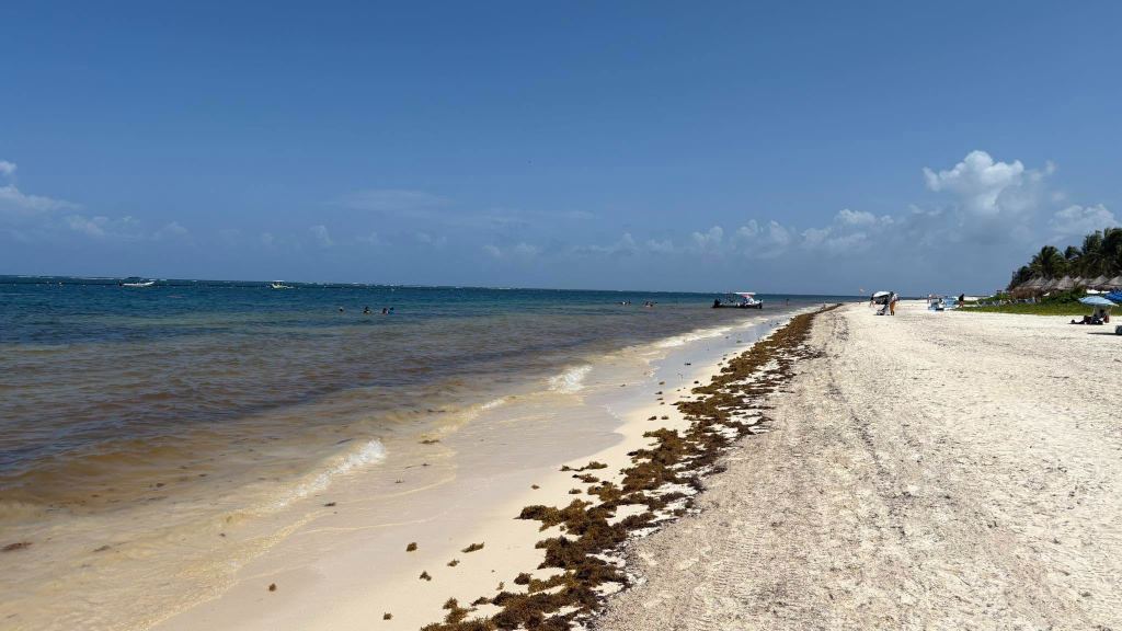 Puerto Morelos centro with brown, murky water and a line of sargassum along the sand