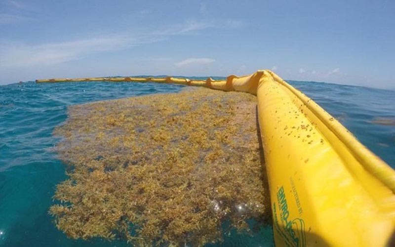 A floating yellow barrier corralling sargassum on the surface of turquoise water