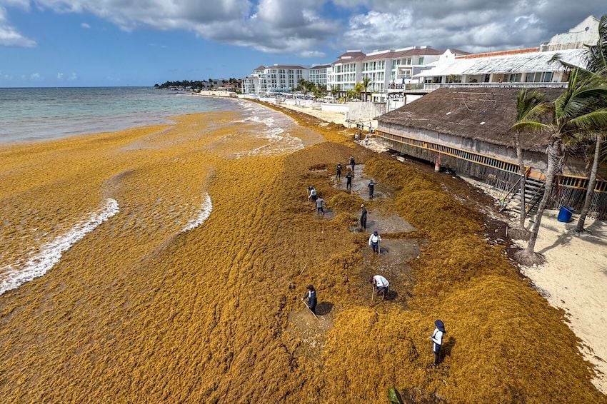 Cleanup crews clearing golden sargassum from a Riviera Maya beach