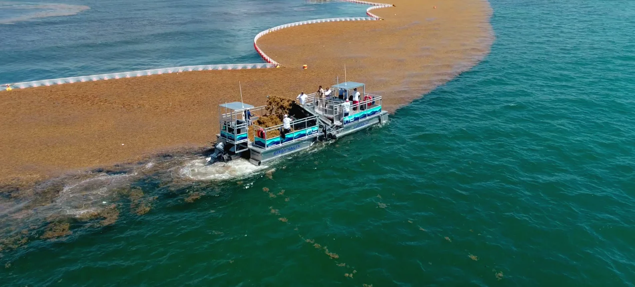 Aerial view of a sargassum collection boat working along a floating barrier, with a thick band of sargassum held behind it