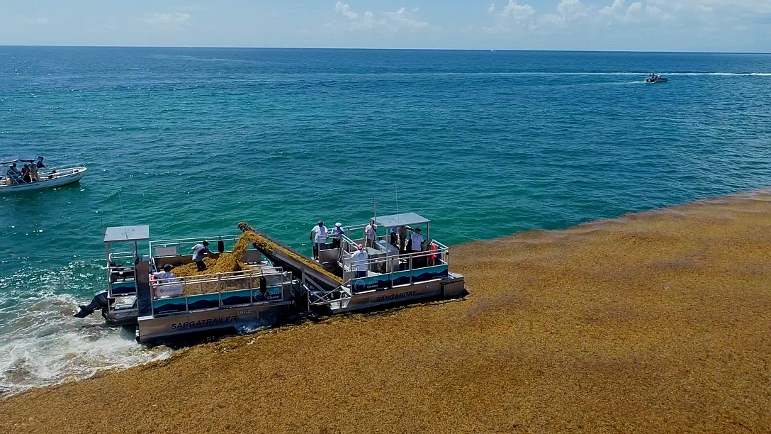 An aerial view of a sargassum-collection vessel gathering a thick mat of seaweed at sea