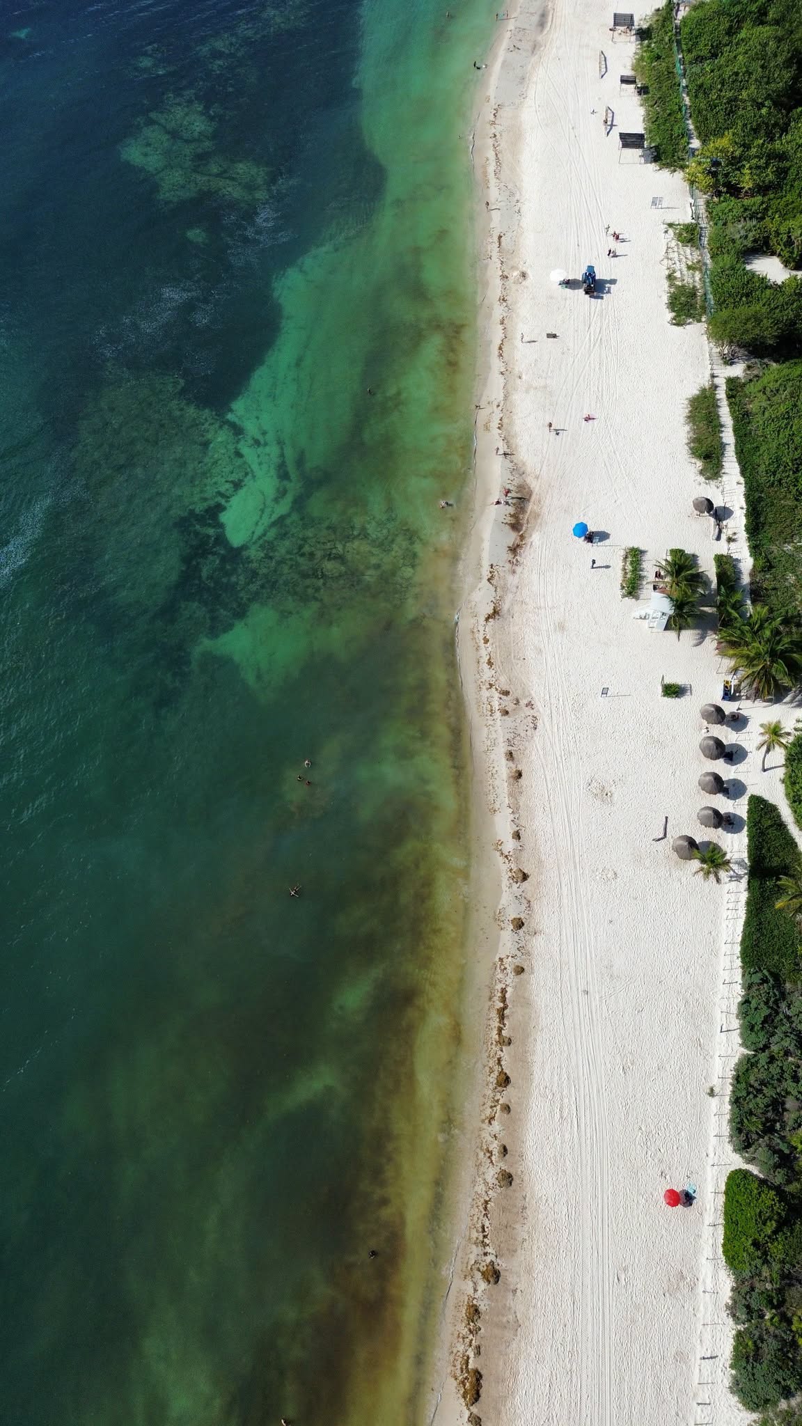 Overhead aerial view of the beach at Calle 72 in Playa del Carmen on September 25, 2026, showing sargassum along the waterline and brown-tinted water close to shore