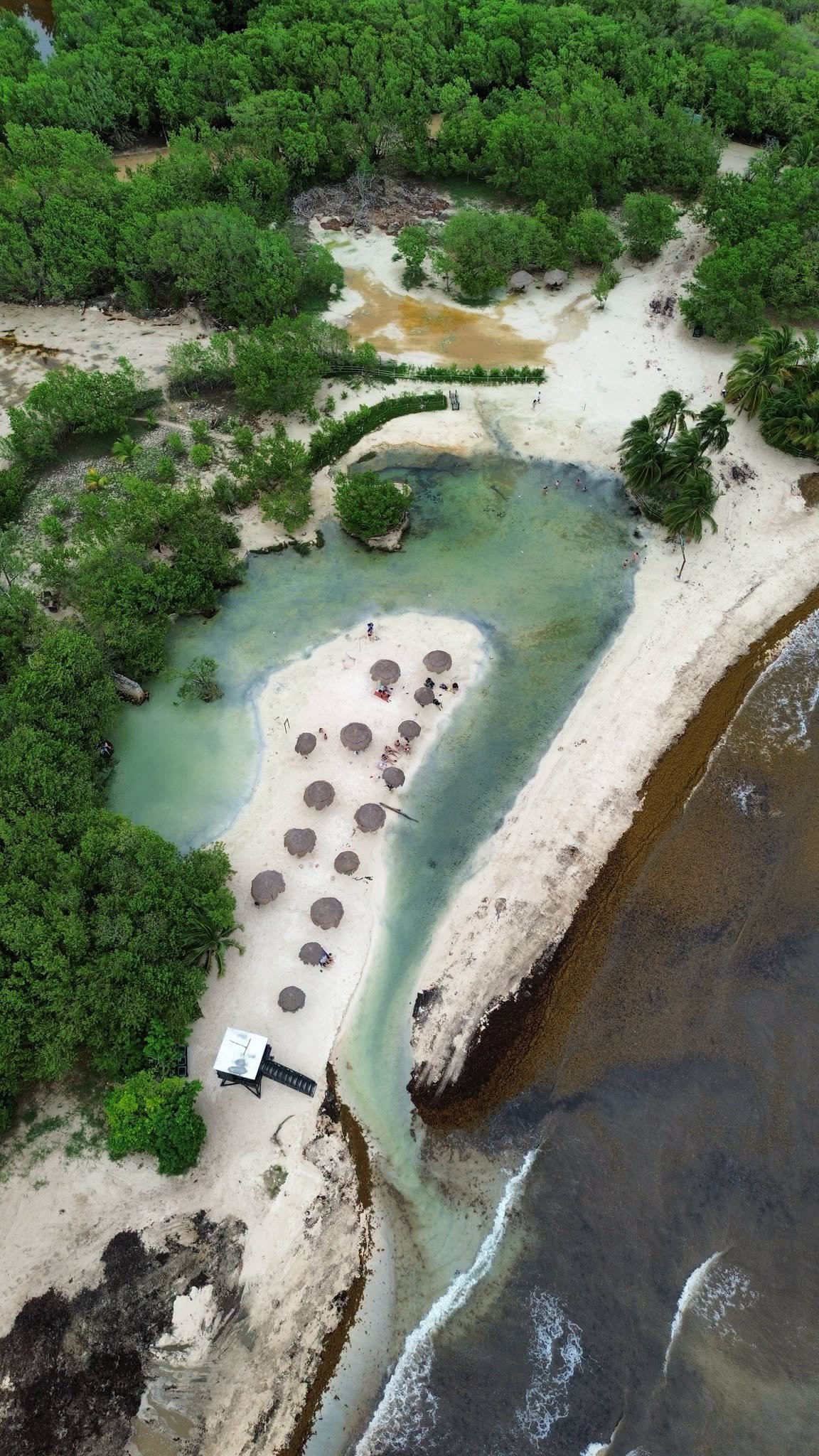 Aerial view of the cenote lagoon behind Punta Esmeralda on October 2, 2026, with clear green water and palapas, beside a shoreline covered in sargassum