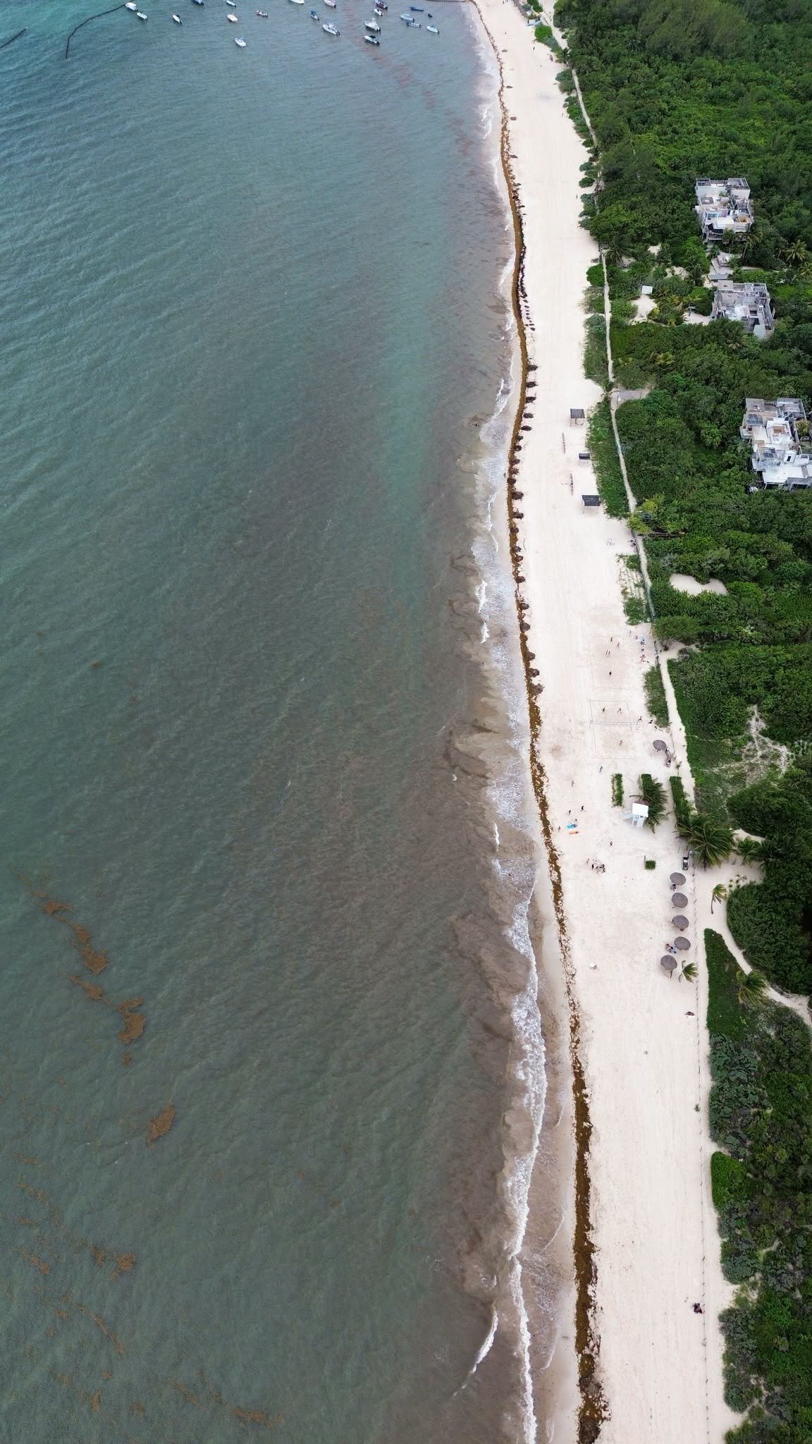 Overhead aerial view of the beach at Calle 72 in Playa del Carmen on October 2, 2026, with a continuous line of sargassum along the waterline and scattered bands offshore