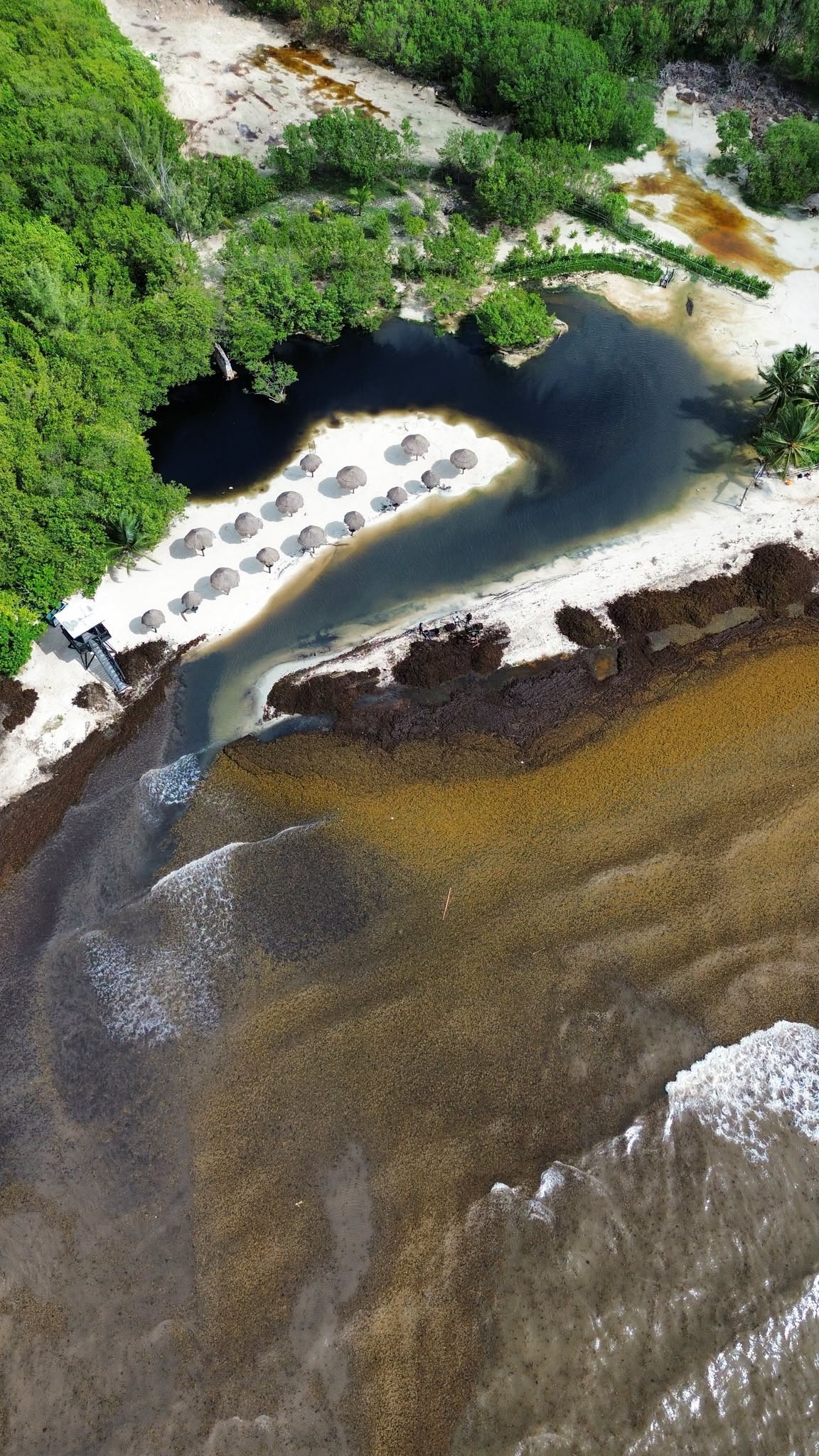 Overhead aerial view of Punta Esmeralda on October 9, 2026, with a thick layer of sargassum along the shore, brown water across the bay and dark water in the cenote lagoon behind the beach